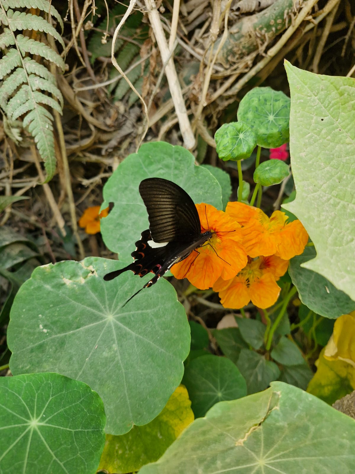 Read more about the article Guía rápida para visitar Gorkha, Nepal: lugares imperdibles en poco tiempo.
